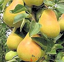 Les particularités de la variété des poires grandissantes "Moskvitchka"