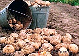 Suggerimenti per piantare patate per l'inverno