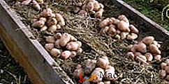 Plantare ideală și cartofi de creștere sub paie + video