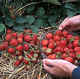 Varietà di fragole in crescita "Elsanta": semina e cura