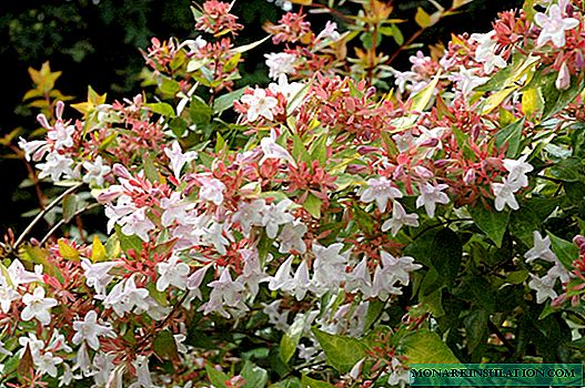 Abelia large-flowered: home care and methods of reproduction
