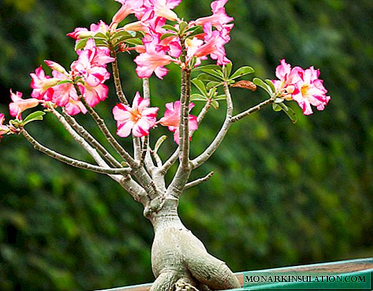 Soins à domicile Adenium: règles d'élagage et de repiquage des plantes