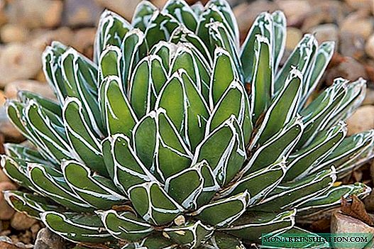 Agave, plant, what it is and how it blooms