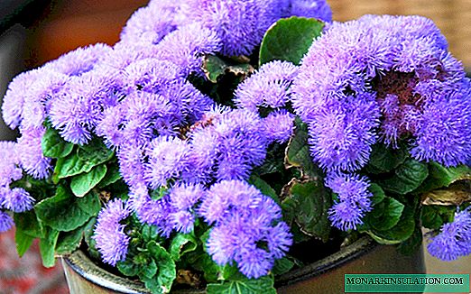 Ageratum - seed cultivation, care and planting