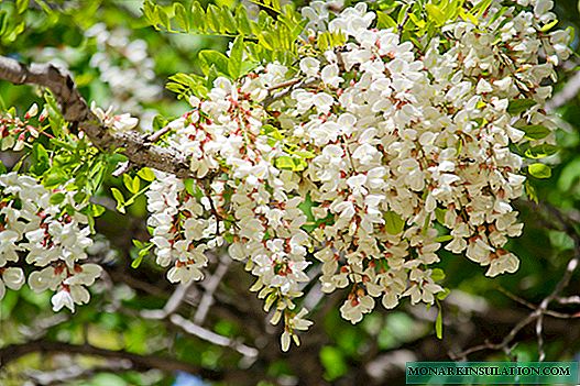 Acacia buske - beskrivning av gul och vit akacia