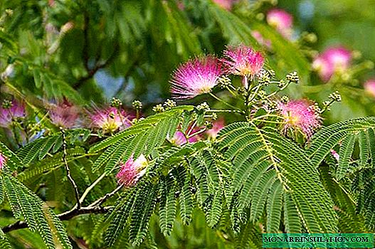 Albion Lankaran (Crimean acacia) en andere soorten