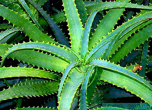Aloe Baum - was ist das, eine Beschreibung der Pflanze