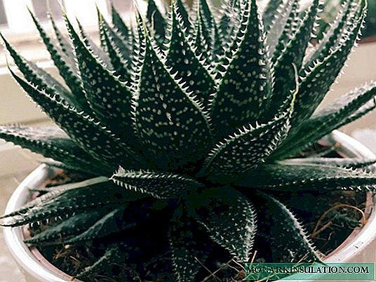Aloe acanthus ou aristata - que tipo de flor