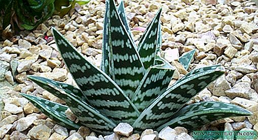 Aloe motley or brindle - what kind of flower