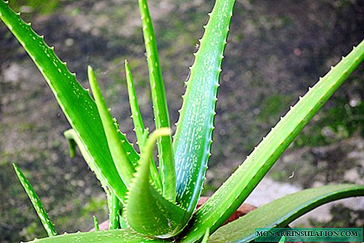 Aloe vera - à quoi ressemble une plante d'aloe vera