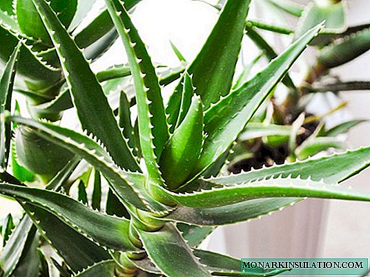 Aloe vera blomst: pleiealternativer og medisinske egenskaper til planten