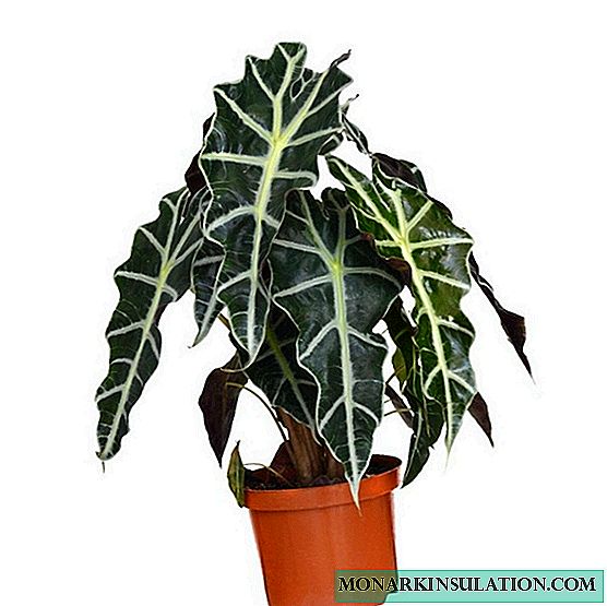 Alocasia flower - home and outdoor plant