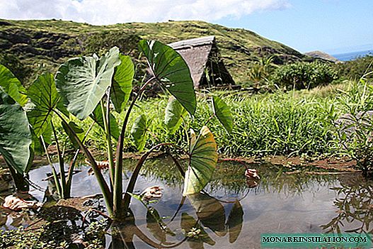 Alocasia - soins à domicile, une description des variétés Polly et Amazonian