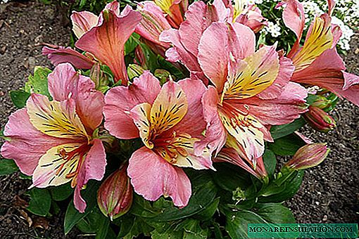 Alstroemeria çiçekler