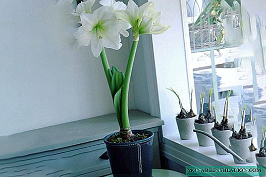 Amaryllis - cuidado en el hogar después de la floración