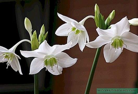 Lily amazónica - Qué flor en maceta