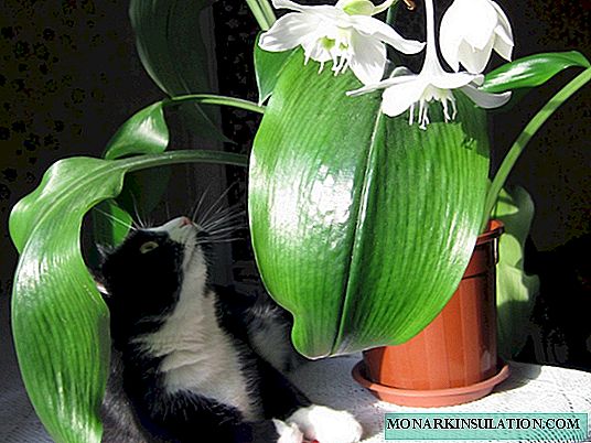 Amazonia Lily Eucharis - chăm sóc tại nhà