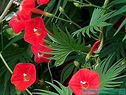 Ampel morgenherlighed - løvfældende dekorativ plante