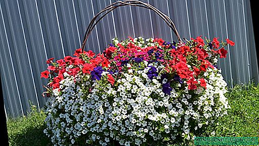 Ampel petunia - croissant dans des pots de fleurs suspendus
