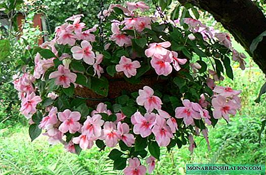 Ampel impatiens - flower, planting and care
