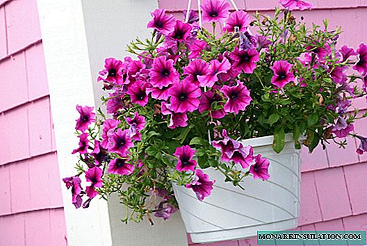 Ampel plantas para hogar y balcon