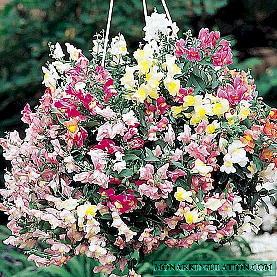 Ampel snapdragon - planting and care, rearing