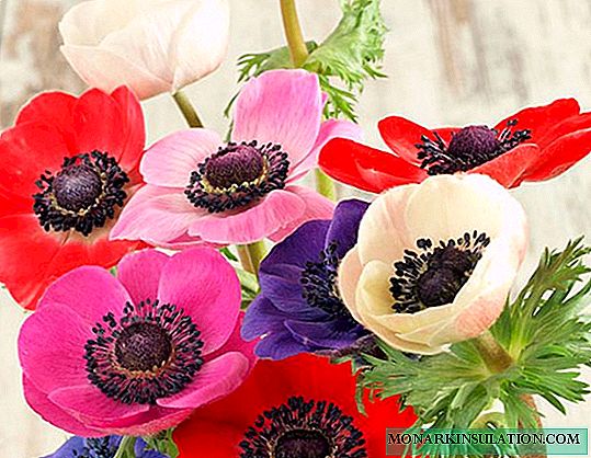 Anemones - outdoor cultivation and care