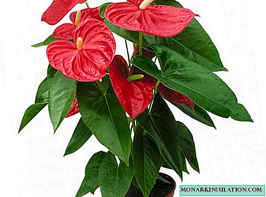 Anthurium Andre - home care