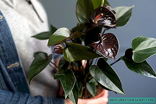 Anthurium black - opis i sorte