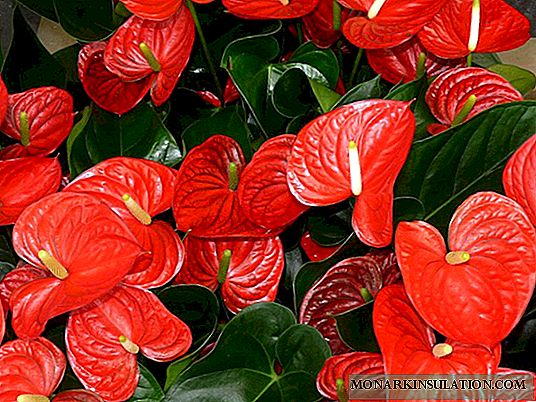 Anthurium - home care: why the leaves dry