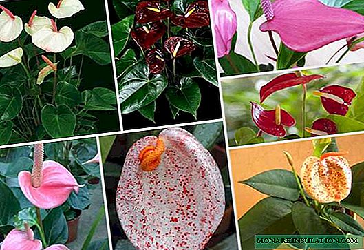 Anthurium - tipos y variedades de plantas con nombres