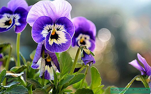 Pansies - planting seeds in open ground