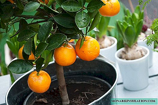 Sinaasappelboom thuis - Washington bracht sinaasappel