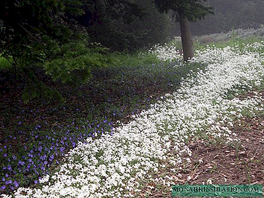 Meerjarige Arabis - hoe te groeien en te verzorgen