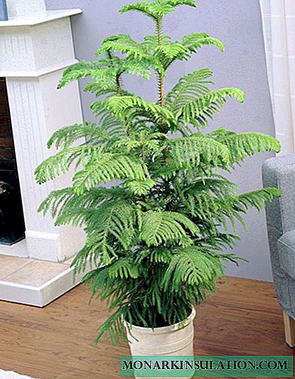 Araucaria indoor - planting and home care