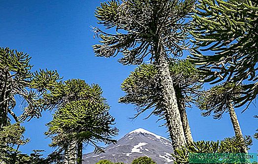 Araucaria: home care and main varieties