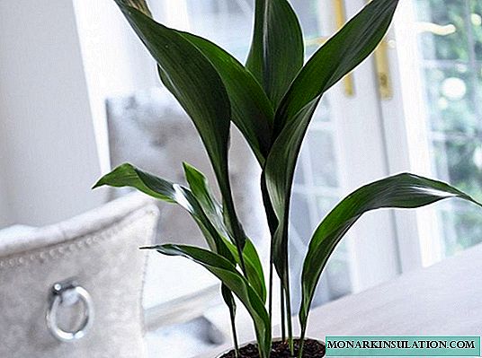 Aspidistra flower: flower care options and methods of reproduction