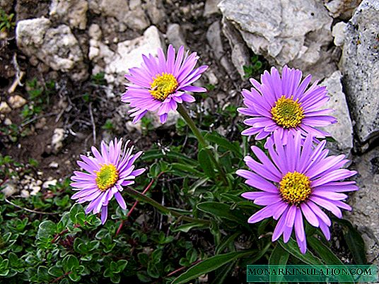 Alpine aster (Aster alpinus) - growing from seeds