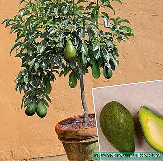 Bone avocado - home growing