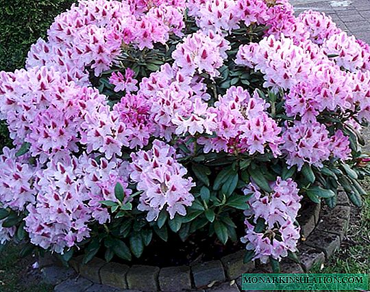 Azalea and rhododendron - the same or different plants