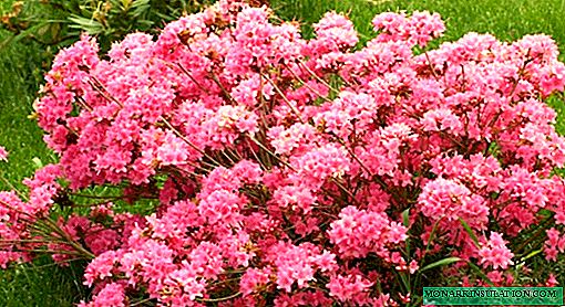 Azalea - propagation by cuttings at home