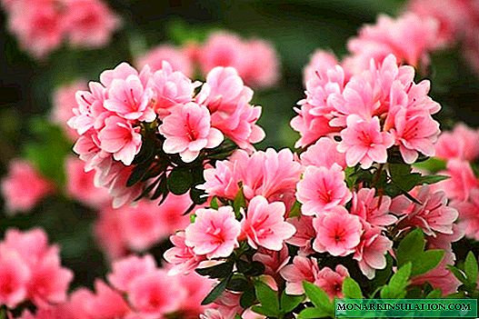 Azalea Garden - outdoor cultivation and care