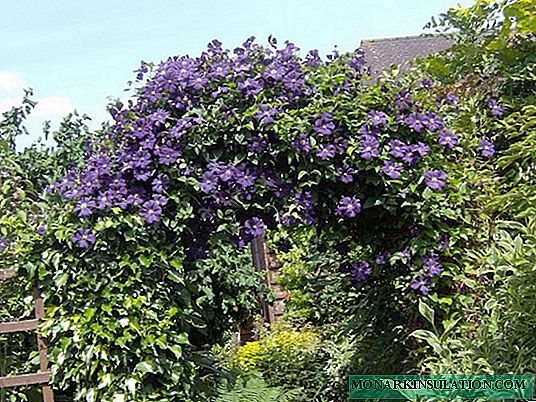 Azarina - care and cultivation of creepers