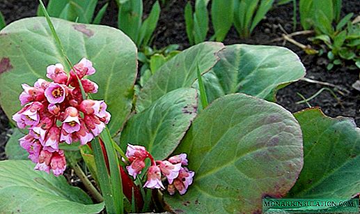 Frankinen (bergenia crassifolia)