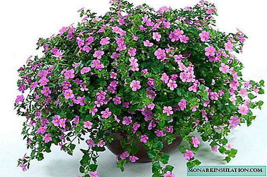 Bacopa ampelous - growing, care, planting