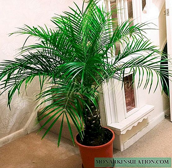 Indoor banana (banana palm) - home care