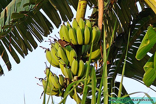 Palmera de plátano en la que crecen los plátanos