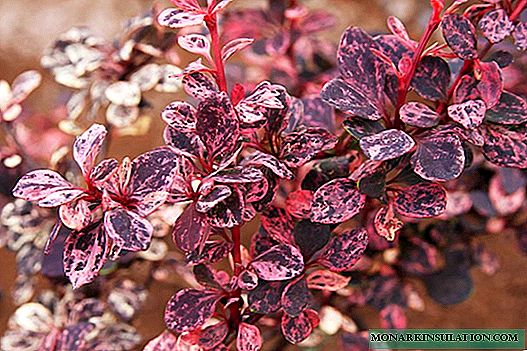 Barberry Harlequin Tunberg - description, planting and care