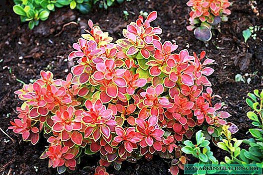 Barberry shrub - types, varieties, planting and care