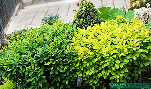 Barberry Maria - description and cultivation